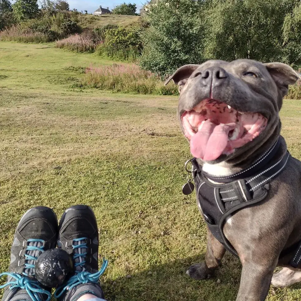 staffordshire bull for sale in uk