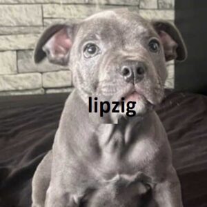 english bull staffordshire terrier UK