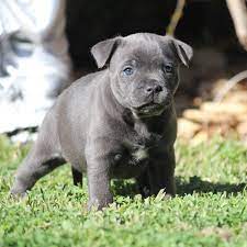 staffordshire bull terrier puppies cost uk
