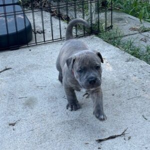 staffordshire Bull terrier puppies in uk