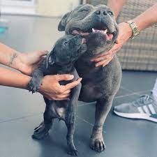 staffordshire bull in uk