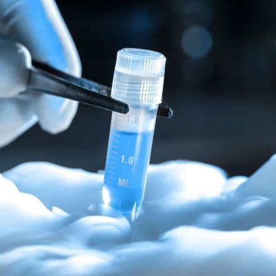 staffordhire bull semen in uk